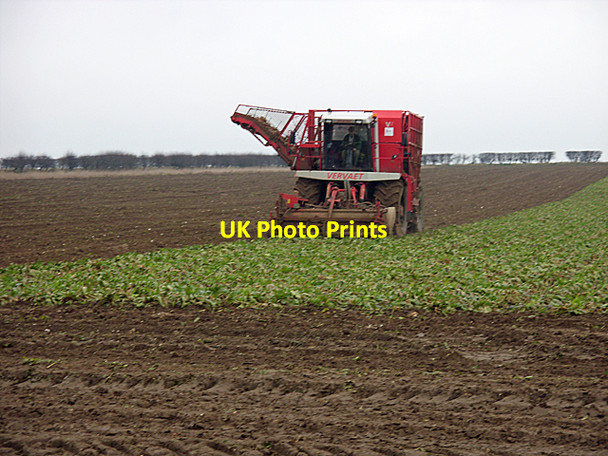 Photo 6"x4" Beet Harvesting on Horkstow Wolds Horkstow Wolds c2010