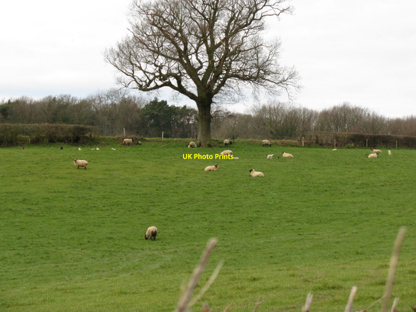 Photo 6"x4" Lambs near Northchapel Northchapel c2010