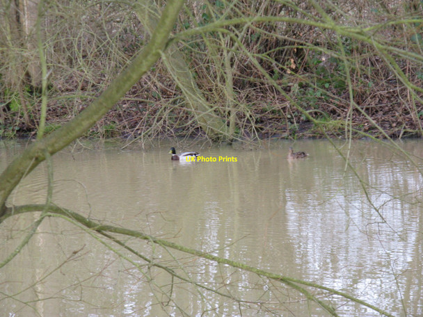 Photo 6"x4" Ducks on Upper North Pond Fisherstreet c2010