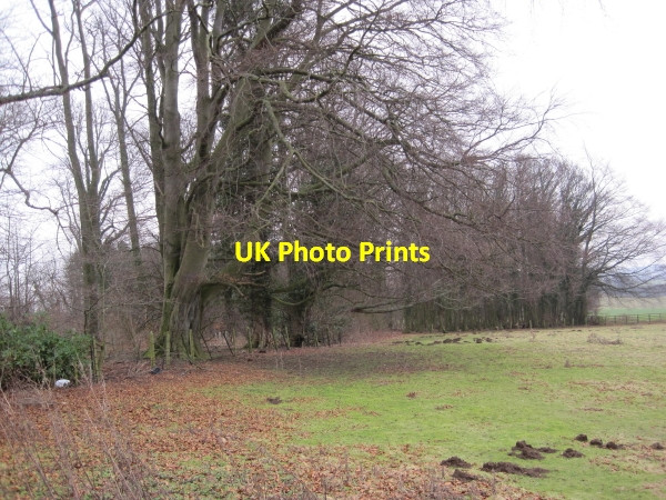 Photo 6"x4" Long Plantation, Denwick Alnwick c2010