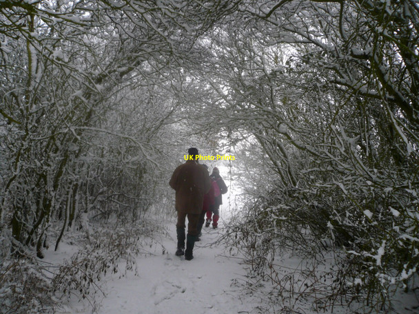Photo 6"x4" Tree tunnel in the snow near Newton Blossomville Newton Blossomville c2009