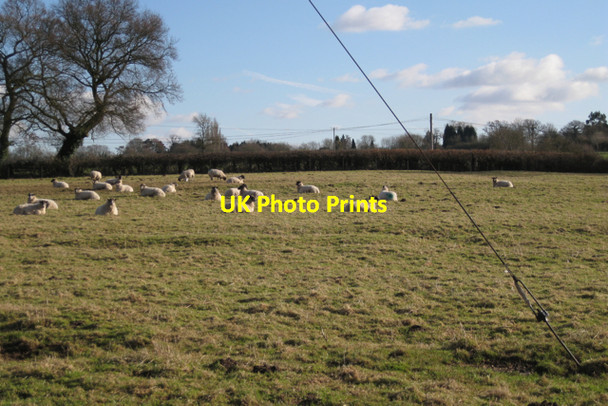 Photo 6"x4" A shot of sheep, Manor Farm Offchurch c2010