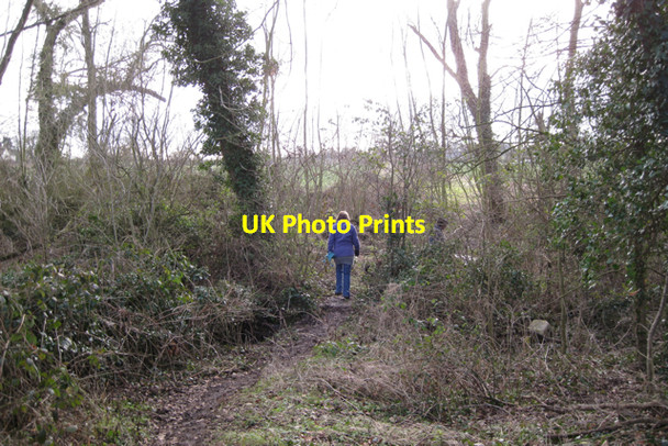Photo 6"x4" Crossing a stream in neglected woodland Offchurch c2010