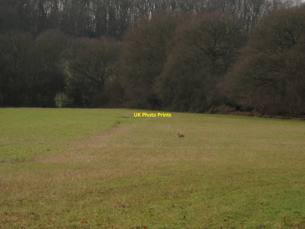 Photo 6"x4" Fox on the run to Stanford's Wood Goose Green\/TQ1118 c2010