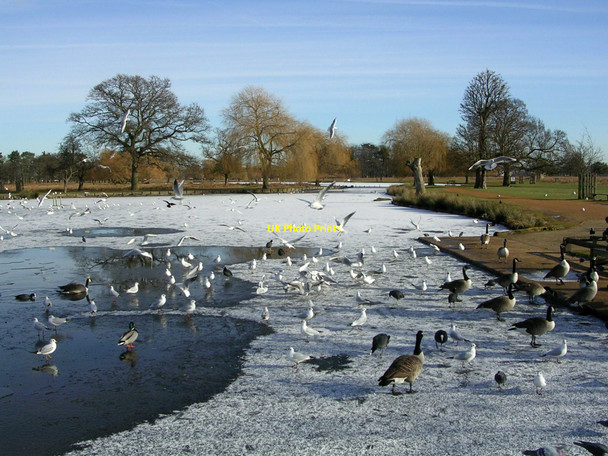 Photo 6"x4" Bushy Park in winter Teddington\/TQ1670 c2010