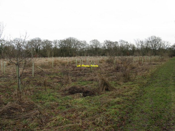 Photo 6"x4" Small plantation near Oldhouse Farm Balls Green\/TQ1023 c2010