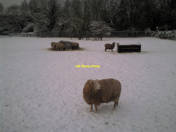 Photo 6"x4" Sheep in snow at Woodlands Farm Bexley c2010