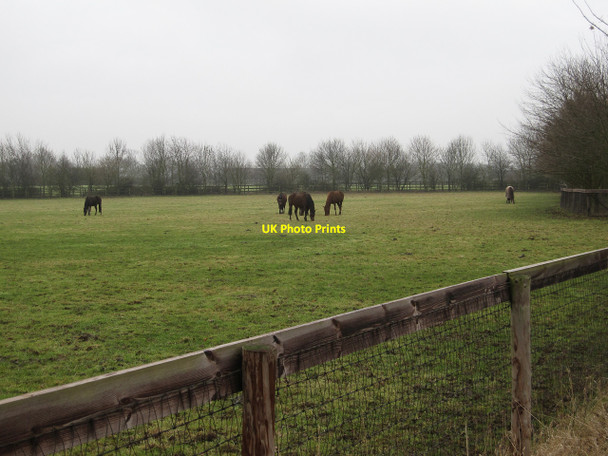 Photo 6"x4" Horses on the stud farm Dullingham Ley c2010