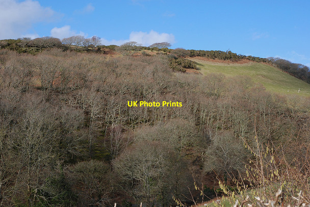 Photo 6"x4" Woodland in Cwm Slaid Tal-y-bont\/SN6589 c2010