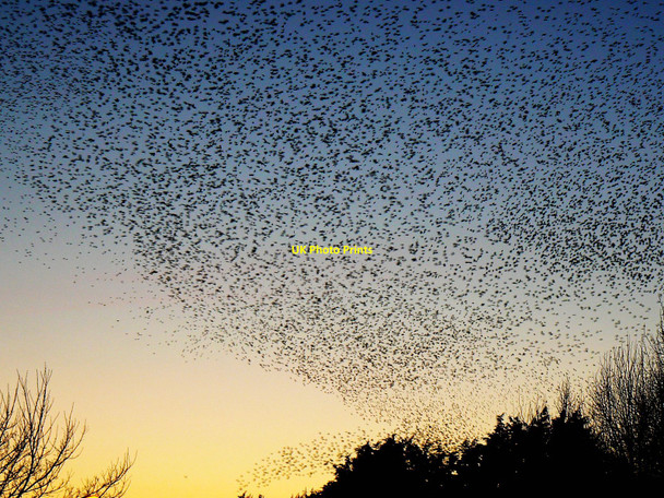 Photo 6"x4" Starlings over Rodbourne, Swindon (3) Even Swindon c2009