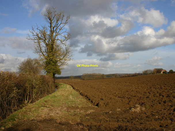 Photo 6"x4" Tree and ploughed field Ettington c2010