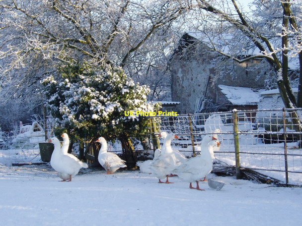 Photo 6"x4" Geese In the snow at Kirkandrews on Eden Kirkandrews-on-Eden c2010