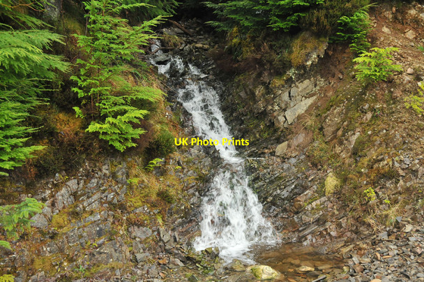 Photo 6"x4" Burn in Lochletter Wood Balnain\/NH4430 c2010