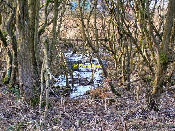 Photo 6"x4" Woodland bog Radcliffe\/SD7807 c2010