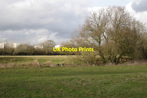 Photo 6"x4" Willow by the Avon Bubbenhall c2010