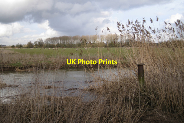 Photo 6"x4" Reeds by the Avon Bubbenhall c2010