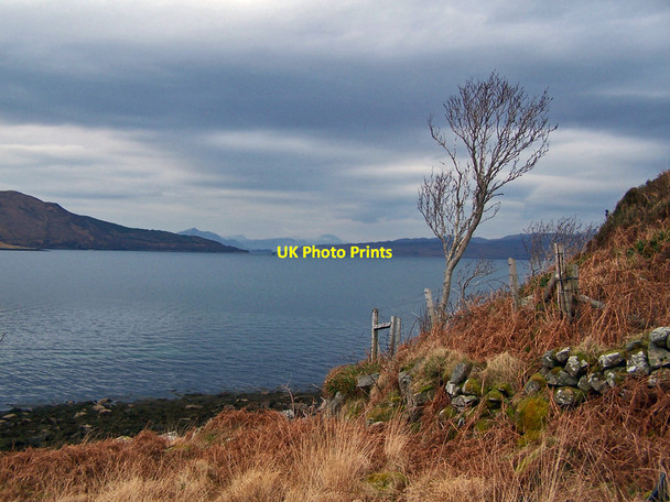 Photo 6"x4" Wall and tree above the loch Dunan\/An D\u00f9nan c2010