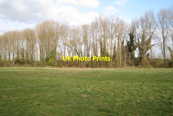 Photo 6"x4" Poplar plantation below Coney Grey Farm Tollbar End c2010