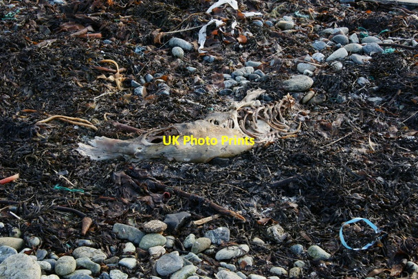 Photo 6"x4" Seal carcass on the beach at Uyeasound Uyeasound c2010