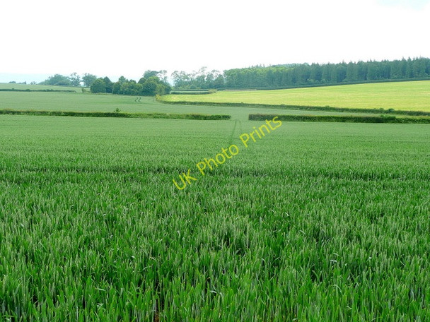 Photo 6"x4" Line of a footpath Brobury c2009