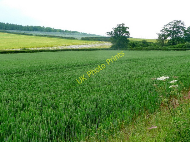 Photo 6"x4" Mixed arable and horticultural land Brobury c2009