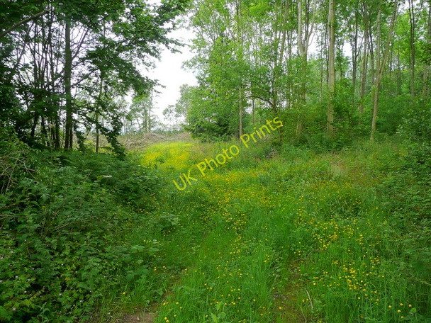 Photo 6"x4" Bridleway through Tin Hill Wood Brobury c2009
