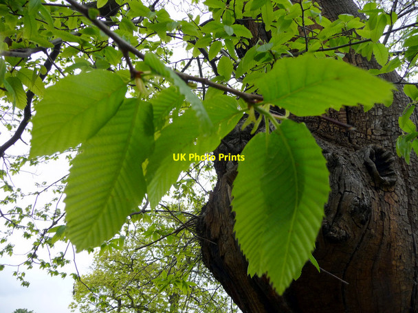 Photo 6"x4" Ancient Hornbeam, Greenwich Park, Greenwich Greenwich\/TQ3977 c2009 P2