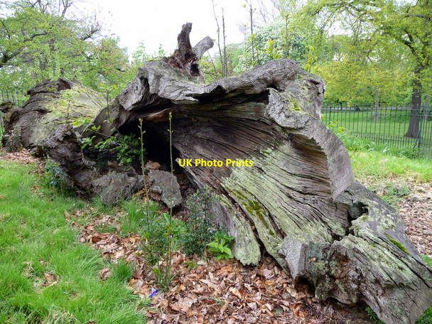 Photo 6"x4" Queen Elizabeth's Oak, Greenwich Park, Greenwich Greenwich\/TQ3977 c2009