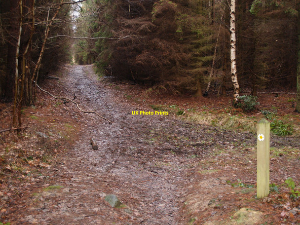 Photo 6"x4" The Footpath in Park Wood Dilston c2010