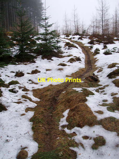 Photo 6"x4" Singletrack, Inshriach Forest Feshiebridge c2010