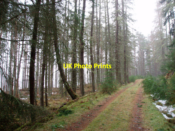 Photo 6"x4" Track in Inshriach Forest Feshiebridge c2010