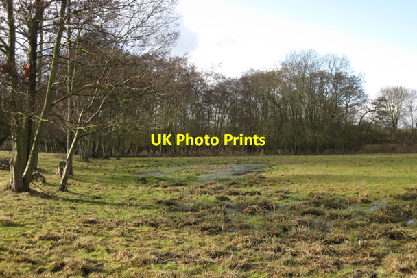 Photo 6"x4" Alder coppice, Stonebridge Meadows Baginton c2010