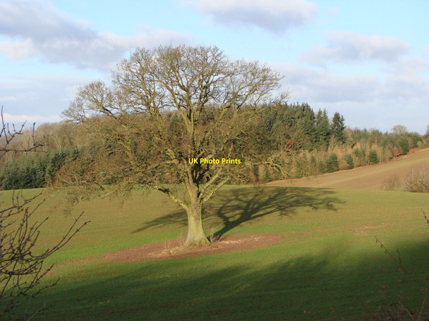 Photo 6"x4" Field, with lone tree, from a lay-by King's Thorn c2010