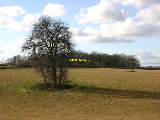 Photo 6"x4" Stokeyleys Coppice Ettington c2010