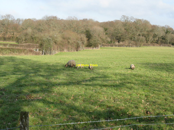 Photo 6"x4" Sheep and lambs at Dean's Farm Plumpton Green c2010