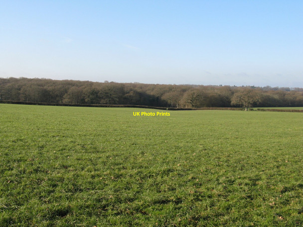 Photo 6"x4" Cottage Wood from north of St Helena Farm Wivelsfield Green c2010