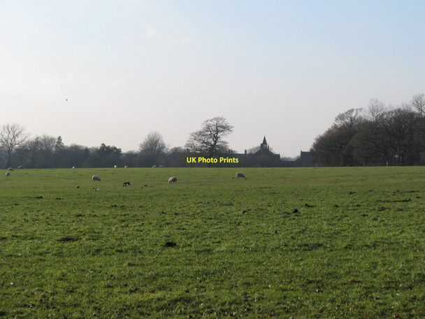 Photo 6"x4" Grazing sheep south of Purchase Wood Wivelsfield c2010