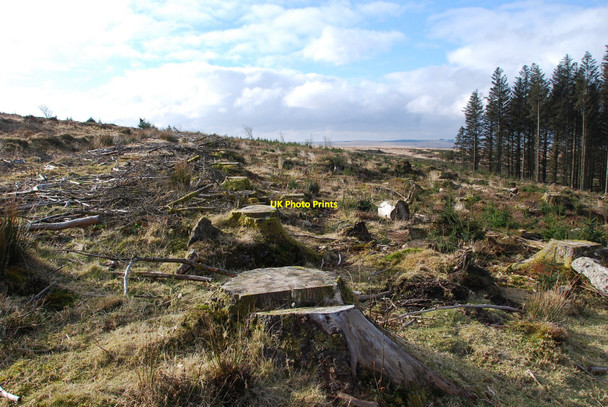 Photo 6"x4" Clear felled Forestry Babeny c2010