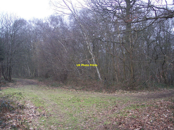 Photo 6"x4" Footpath and track junction in Bowzell Wood Bayley's Hill c2010