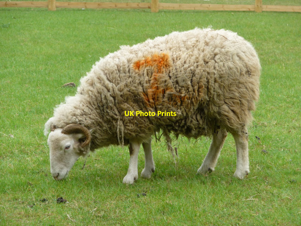 Photo 6"x4" Sheep at Mudchute Farm, Isle of Dogs Greenwich\/TQ3977 c2009