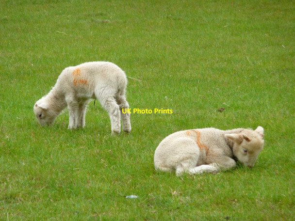 Photo 6"x4" Lambs at Mudchute Farm, Isle of Dogs Greenwich\/TQ3977 c2009