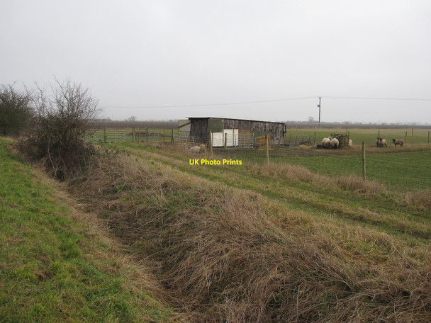 Photo 6"x4" Sheep by Lockspit Hall Drove Cottenham c2010