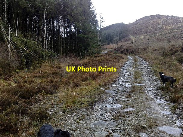 Photo 6"x4" Steep Forest Track in Rhonadale Bridgend\/NR7937 c2010