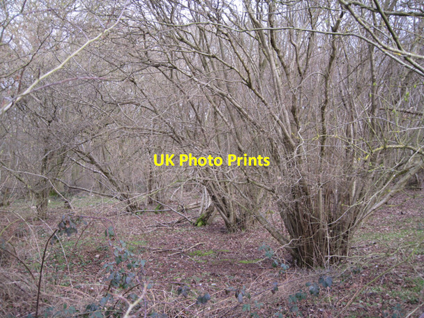 Photo 6"x4" Hazel coppice, Bubbenhall Wood. Bubbenhall c2010