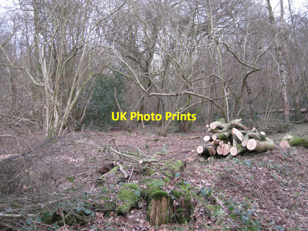 Photo 6"x4" Management, Bubbenhall Wood Bubbenhall c2010