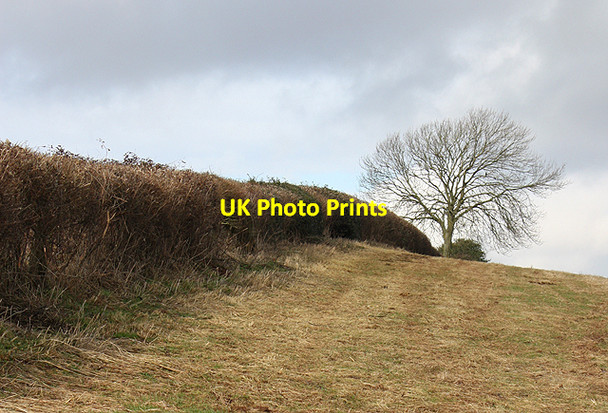 Photo 6"x4" Winter hedgerow Bromsash c2010