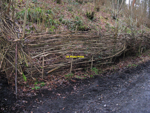Photo 6"x4" Small coppice area in cutting of former Guildford to Horsham railway Park Street\/TQ1131 c2010