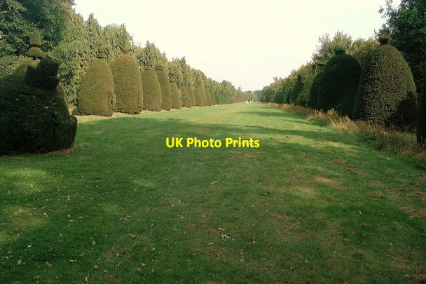 Photo 6"x4" Clipsham: Yew Tree Avenue Clipsham c2002