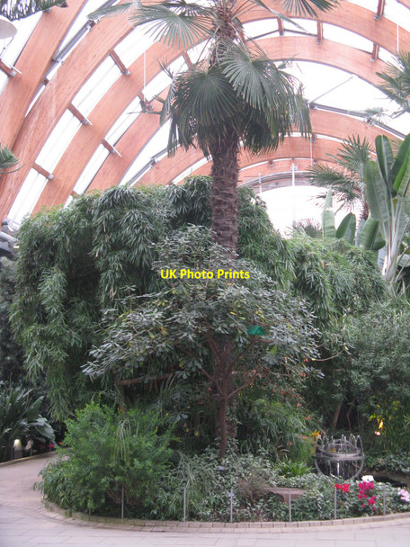 Photo 6"x4" Winter Garden, Sheffield Sheffield\/SK3587 c2010