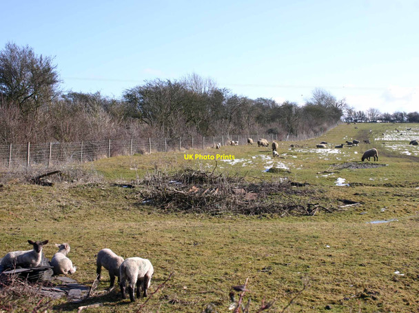 Photo 6"x4" Sheep on Blue Lane Farm Loxley\/SP2552 c2010